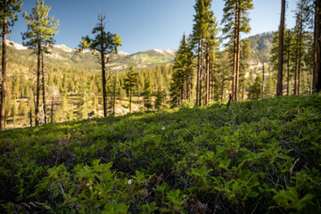 White Thorn Bushes Cover Hillside Below Kennedy Pass