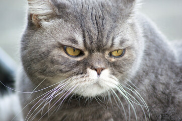 close-up portrait of a sad gray british cat with yellow eyes, favorite pet