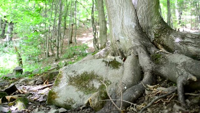 Tree roots, wood. Slow motion. Shooting in mountains.