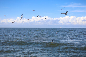 Shrimp Boats in Louisiana near the Gulf of Mexico