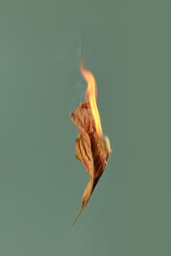 Fire on the leaf on green background.