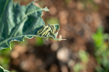 Wild larvae pest eating cabbage