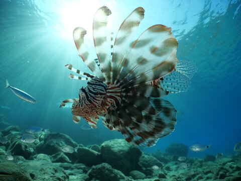 lionfish  underwater invasive fish underwater mediterranean