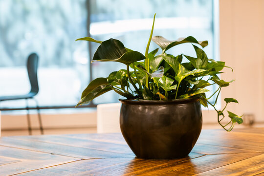 Office plant over wooden table