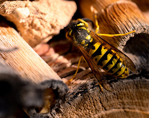 wasp in wood