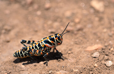 grasshopper on the ground