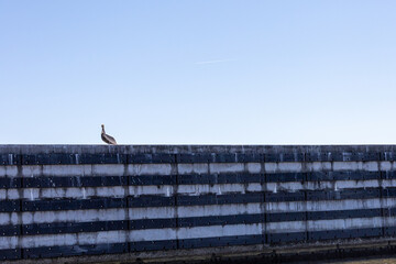 Coastal Pelican Bird in Louisiana