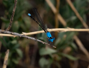 blue dragonfly on a twig