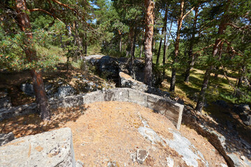 Old shelter and trench in coniferous forest