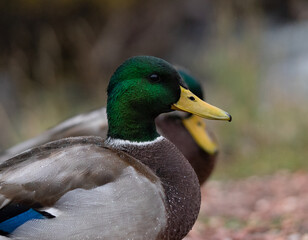 duck