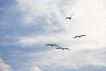 Coastal Marsh Birds Flying in Louisiana 