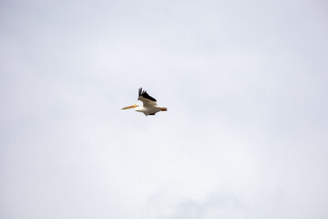 Coastal Marsh Birds Flying in Louisiana 