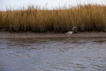 Coastal Marsh Birds Flying in Louisiana 
