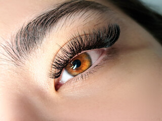 Close up of eyelash Extensions in beauty salon macro eye. High quality photo