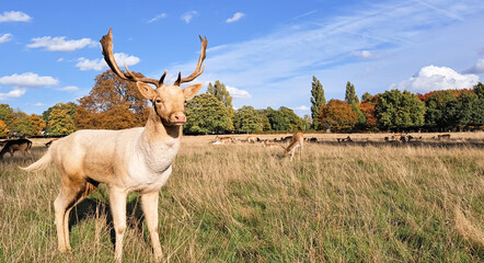 Naklejka premium portrait of young hart deer grazing in natural park in autumn copy space