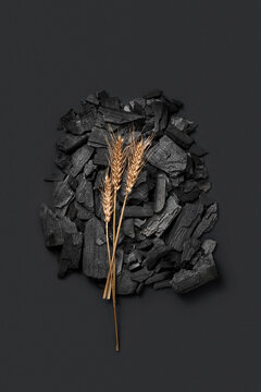 Golden wheat laid on coal on black background.