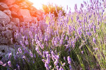 Close-up on mountain lavender on Hvar island in Croatia. Lavender oil is used in aromatherapy,...
