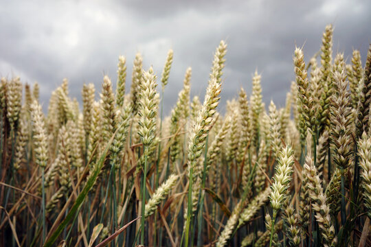Wheat field in Denmark