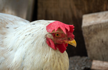 CLose up of chicken face on a free range poultry farm