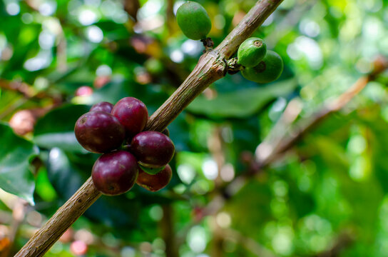 Coffee Beans