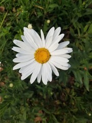 Fototapeta premium white daisy flower in the garden