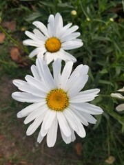 Fototapeta premium white daisies in a garden
