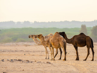 camels in desert