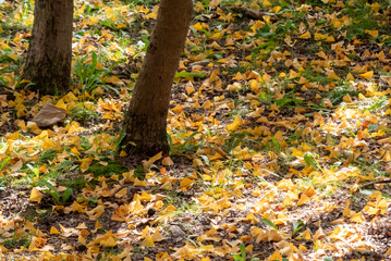 秋の公園を散歩　イチョウの落ち葉