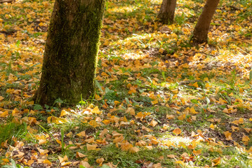 秋の公園を散歩　イチョウの落ち葉