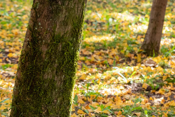 Fototapeta premium 秋の公園を散歩 イチョウの落ち葉