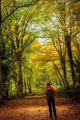 Young woman enjoying the fall colors among beech trees in October.