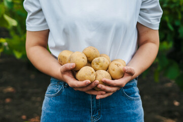 Close up top view female farmer hands holding bunch of potatoes. Summer nature. Autumn harvest. Farmer field.