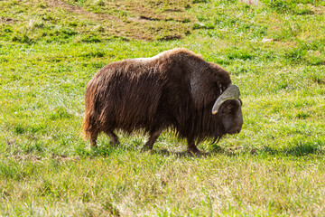 Adult musk ox with full fur set on green grass fields