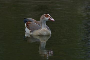 Nilgans