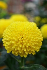 秋咲きのポットマム（洋菊）