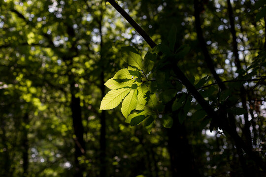 Fototapeta chestnut leaves