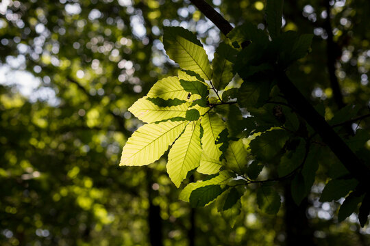 chestnut leaves