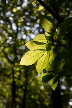 chestnut leaves