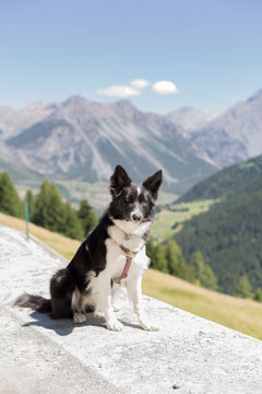 border collie sit, repose and rest after a walk on the mountain.