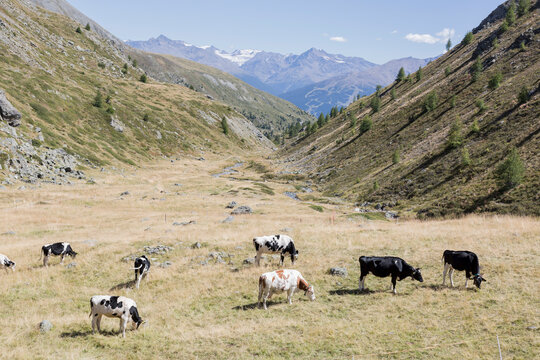 Grazing cows In Field and mountain landscape.

