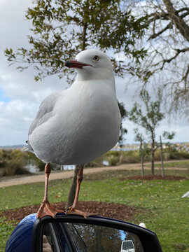 Seagull waits on car wing mirror for food