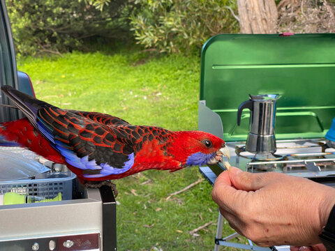 Parrot being fed at campsite
