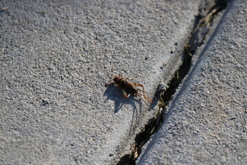 Cricket on concrete bathing in the sun. 
