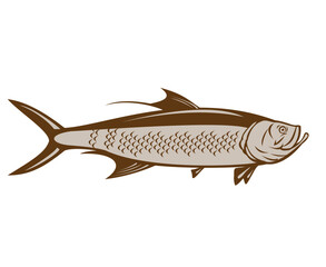 Illustration of a Indo-Pacific tarpon or oxeye herring viewed from side on isolated background done in retro woodcut style.
