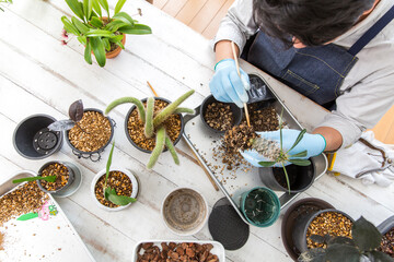 シダ植物、多肉植物の植え替え、趣味の栽培を楽しむ日本人男性