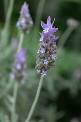 Lavender, Brazil, Delicate, Flower, Green, Nature, Photo, Photography, Scent, Plants