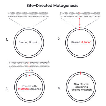 Site-directed mutagenesis vector illustration infographic