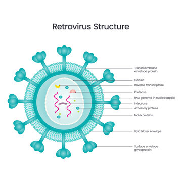 Retrovirus Structure vector illustration diagram