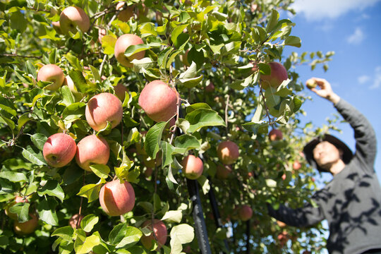 リンゴを収穫する農家