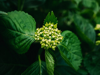 Hydrangea flower